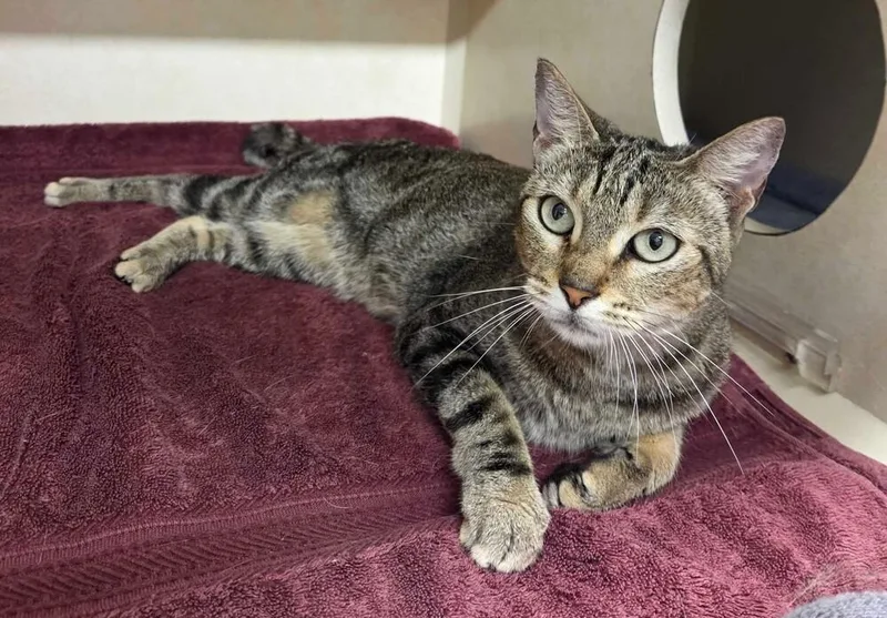 An adult medium-sized female Domestic Short Hair cat named Mercedes for adoption in Elmsford, NY
