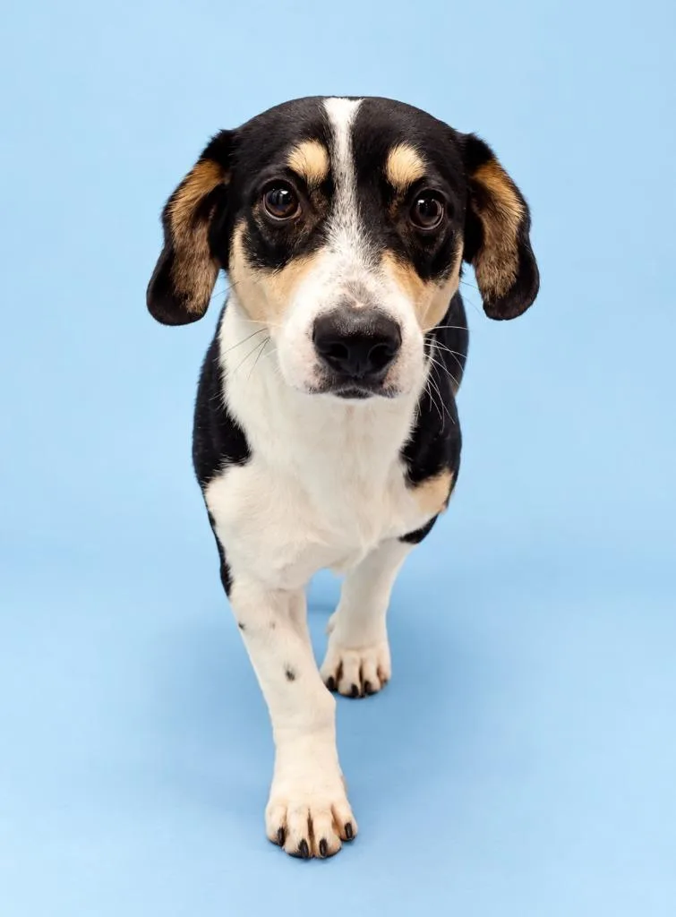 An adult medium-sized male Mixed Breed dog named Tucker for adoption in Rock Springs, WY