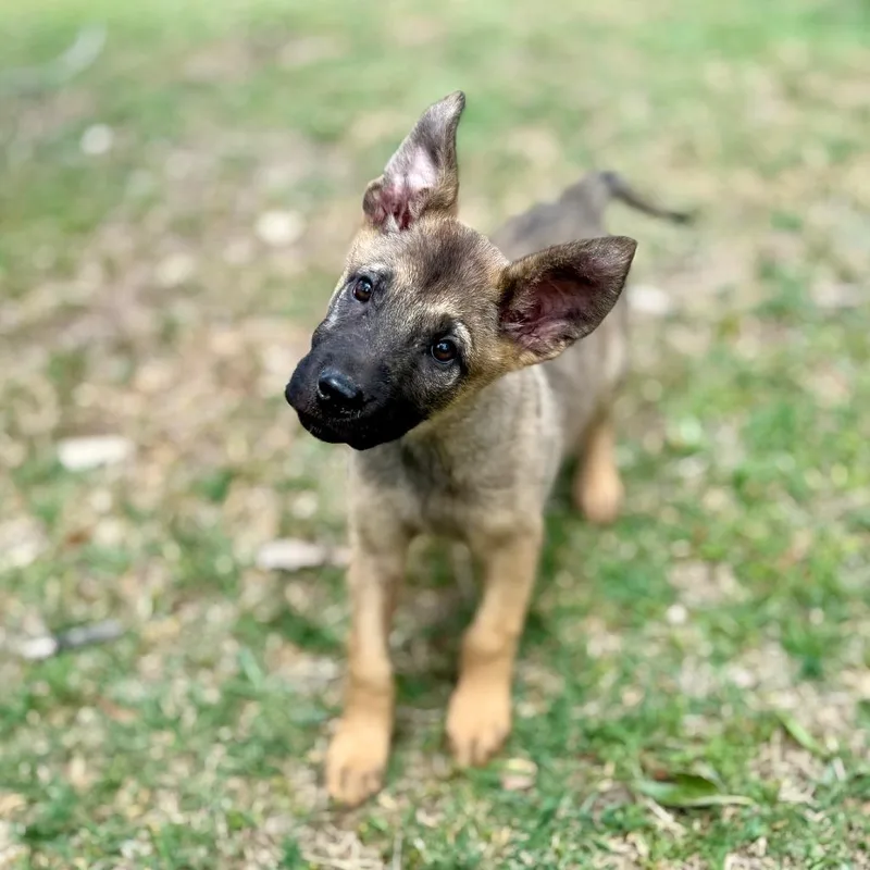 Atom Lld thumbnail 2