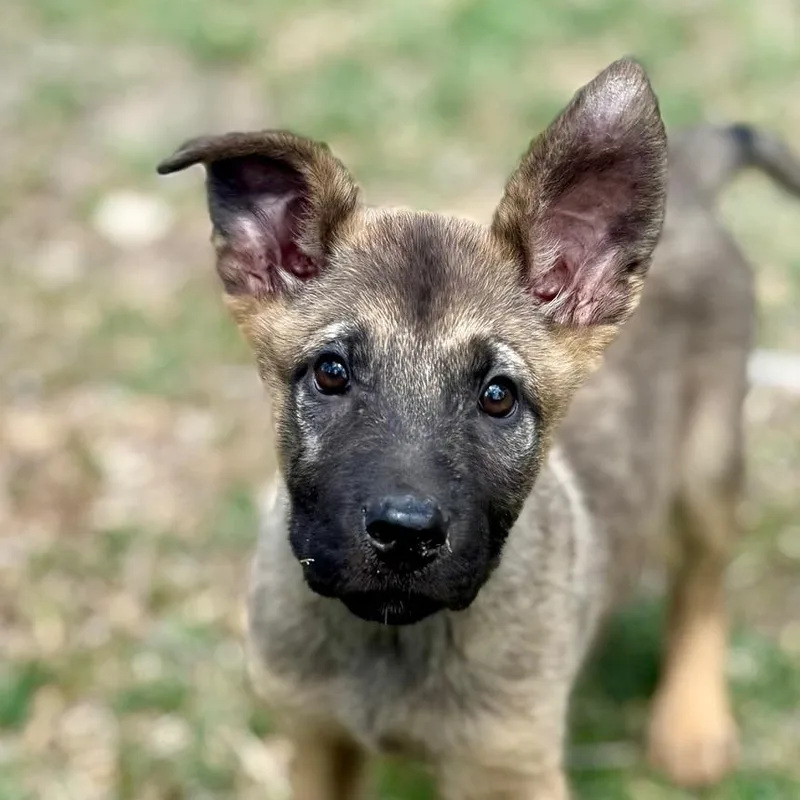 Atom Lld thumbnail 3