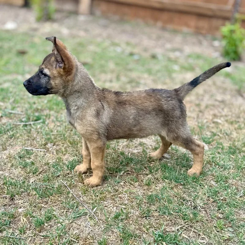 Atom Lld thumbnail 4