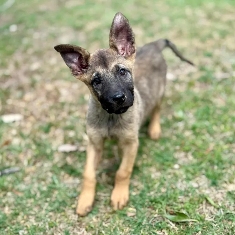 Atom Lld thumbnail 5