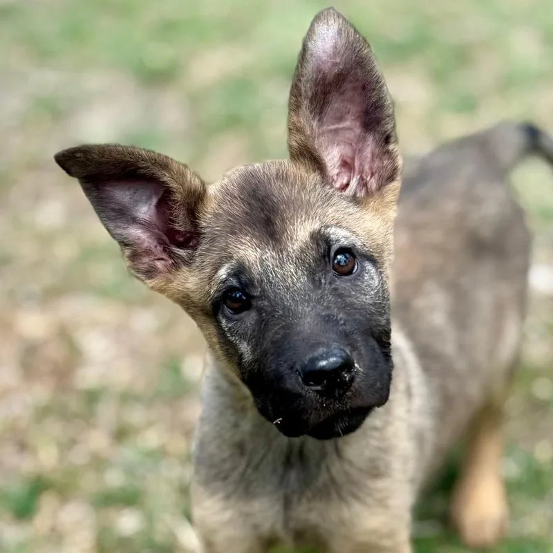 A baby large-sized male Brown / Chocolate German Shepherd Dog dog named Atom Lld for adoption in Austin, TX