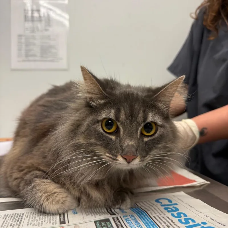 An adult large-sized female Gray / Blue / Silver Domestic Medium Hair cat named Chloe for adoption in Jacksonville, FL