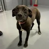 A young medium-sized female Black Labrador Retriever dog named Jess for adoption in Bryson City, NC