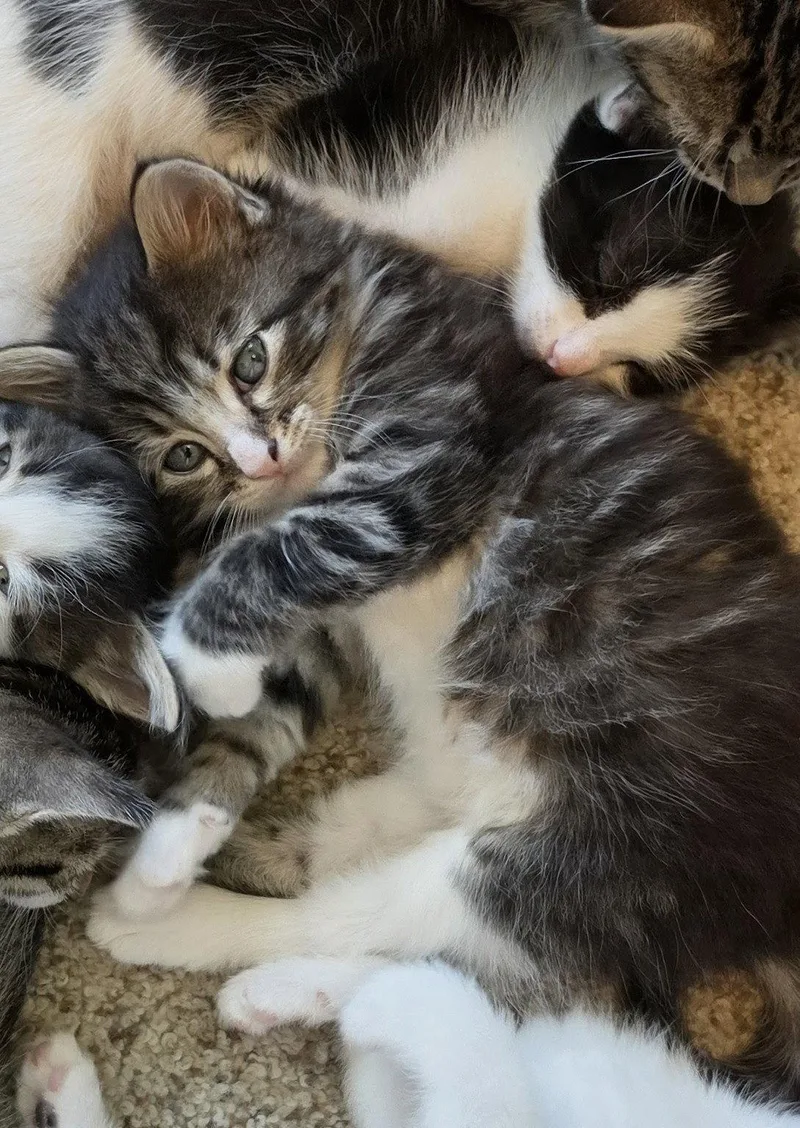 A baby medium-sized female Domestic Short Hair cat named Sweetie Pie for adoption in Lake Saint Louis, MO