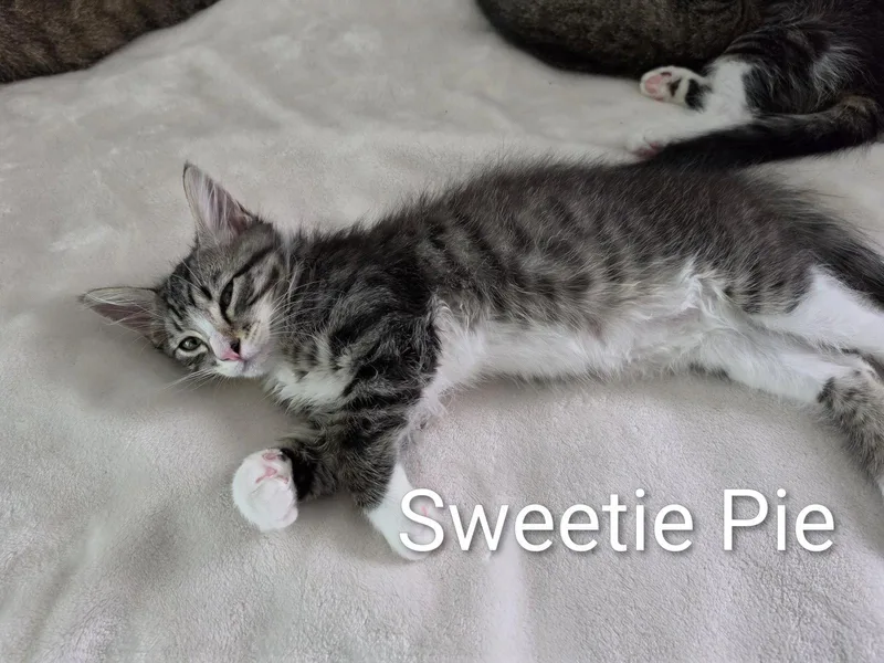 Sweetie Pie thumbnail 2
