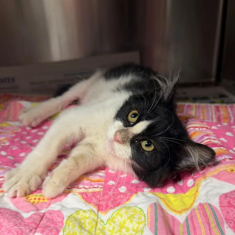 A baby small-sized female Black Domestic Medium Hair cat named Morning Star for adoption in Bryan, TX