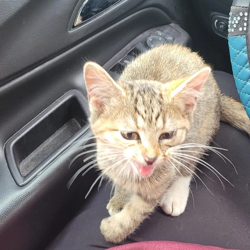 A baby small-sized female Brown / Chocolate Domestic Short Hair cat named Kenzie for adoption in Rochester, MN