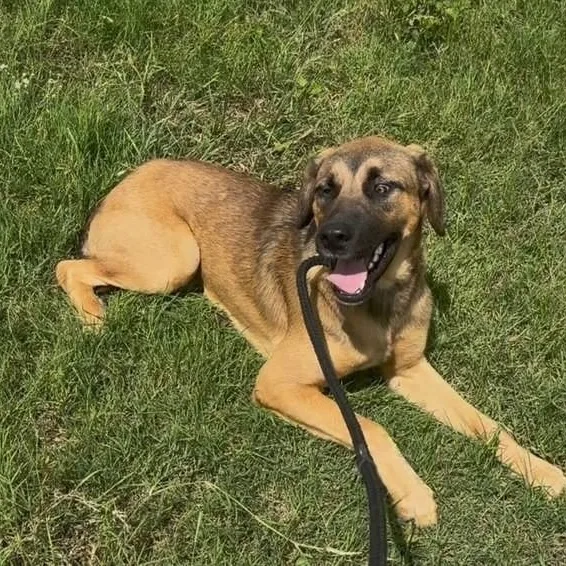 A young medium-sized male Bicolor Black Mouth Cur dog named Nelson for adoption in Williston, VT