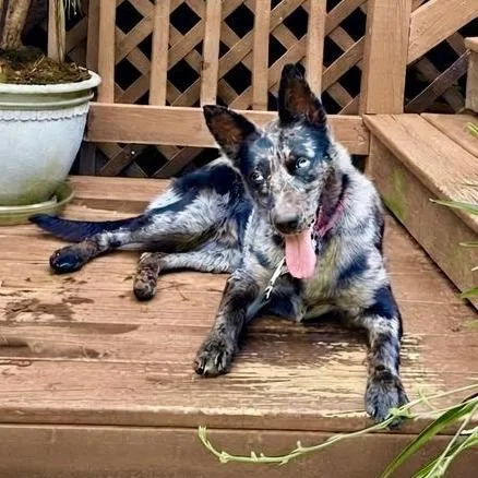 A young medium-sized female Merle (Blue) Catahoula Leopard Dog dog named Nala for adoption in Beulaville, NC