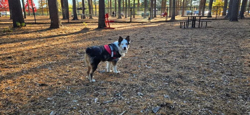 A young medium-sized female Australian Shepherd dog named Luna for adoption in New Bedford, MA