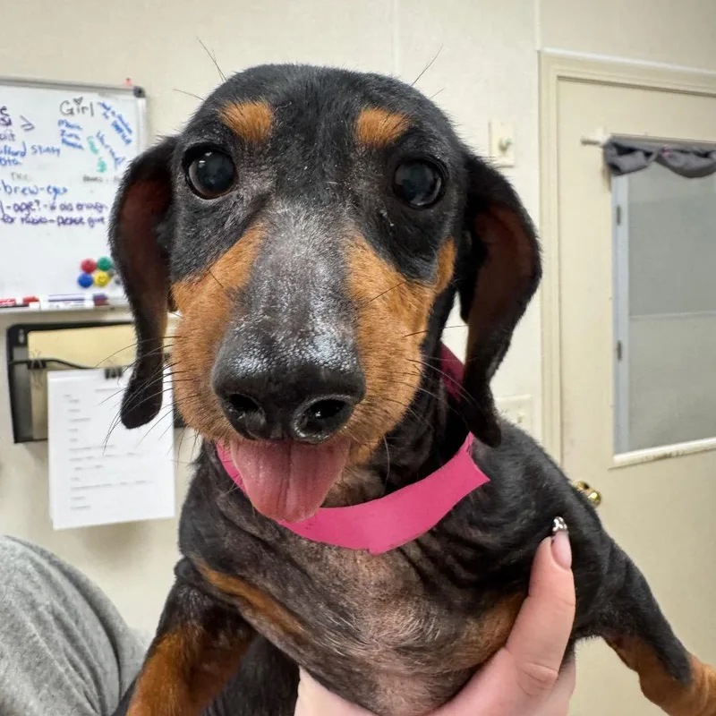 A senior small-sized female Dachshund dog named Gracie for adoption in Pekin, IL