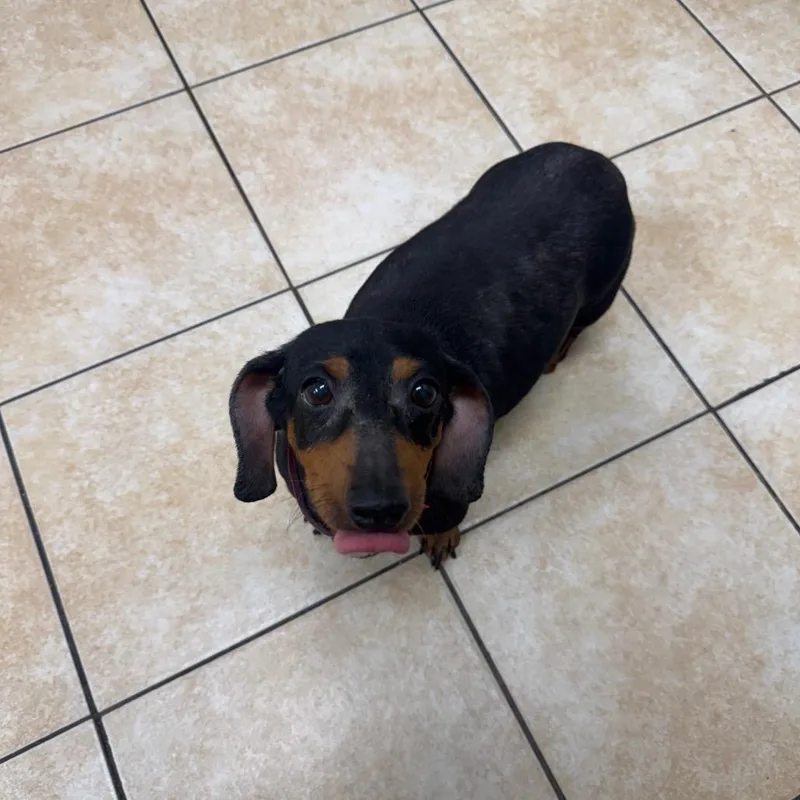 Gracie thumbnail 2