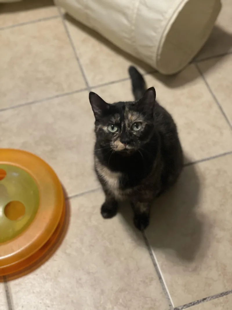 An adult medium-sized female Tortoiseshell Domestic Short Hair cat named Callie Mom for adoption in Lacon, IL