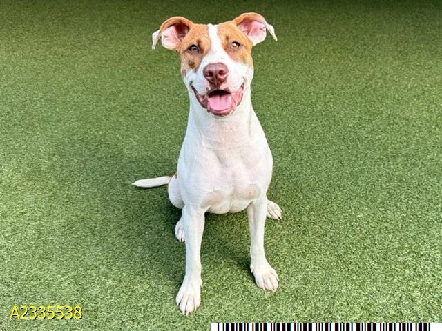 A young medium-sized female Mixed Breed dog named Caribou for adoption in West Palm Beach, FL