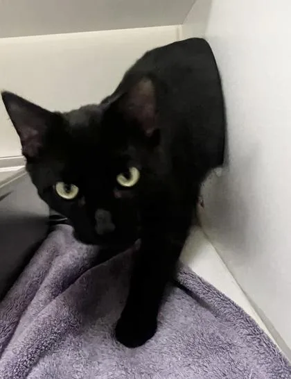 A young medium-sized male Domestic Short Hair cat named Rain for adoption in Savannah, GA