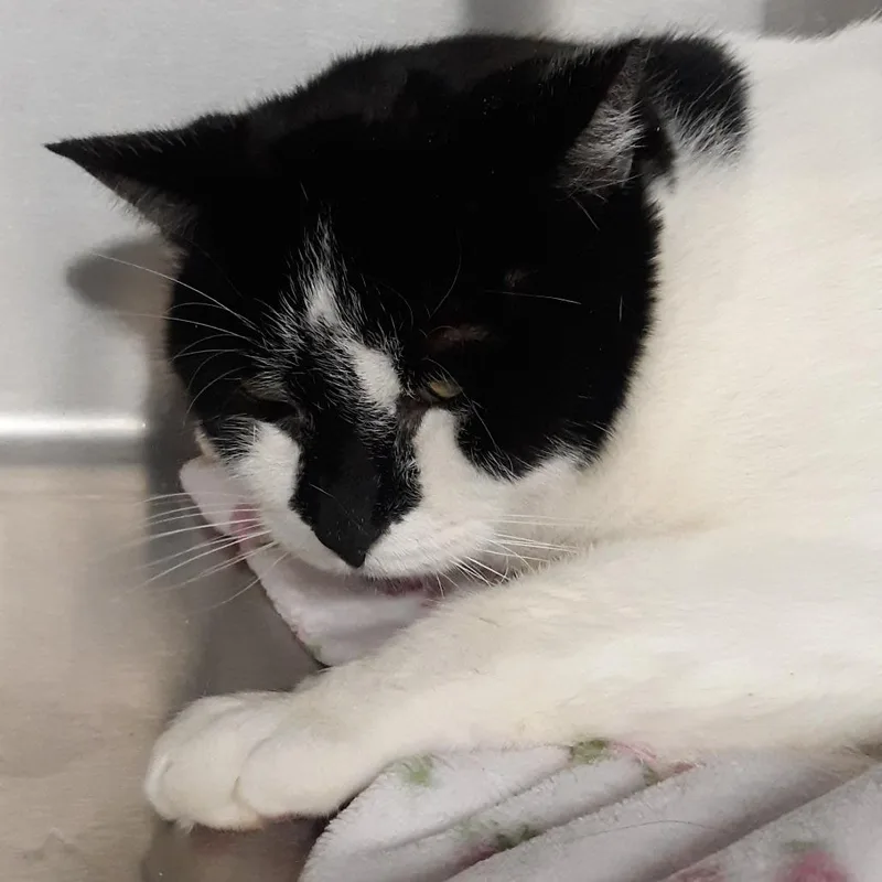An adult large-sized male Black Domestic Short Hair cat named Sparky for adoption in Spokane, WA