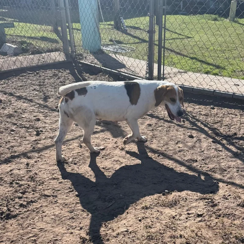 Penny Lane thumbnail 3