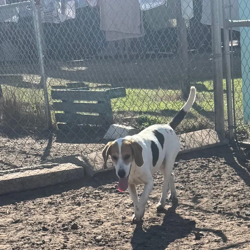 Penny Lane thumbnail 4