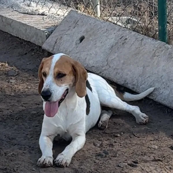 Penny Lane thumbnail 6