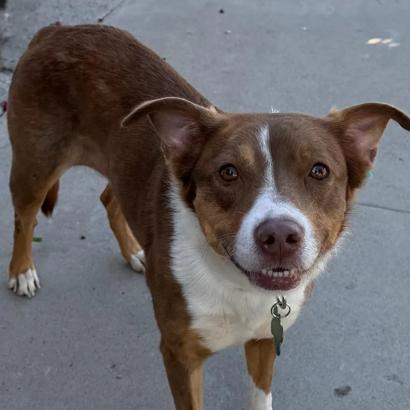 An adult medium-sized female Border Collie dog named Goldie for adoption in Newport Beach, CA