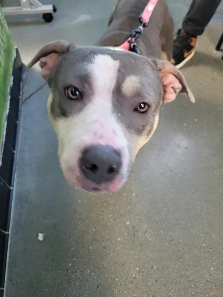 Pen  Sweetie thumbnail 2