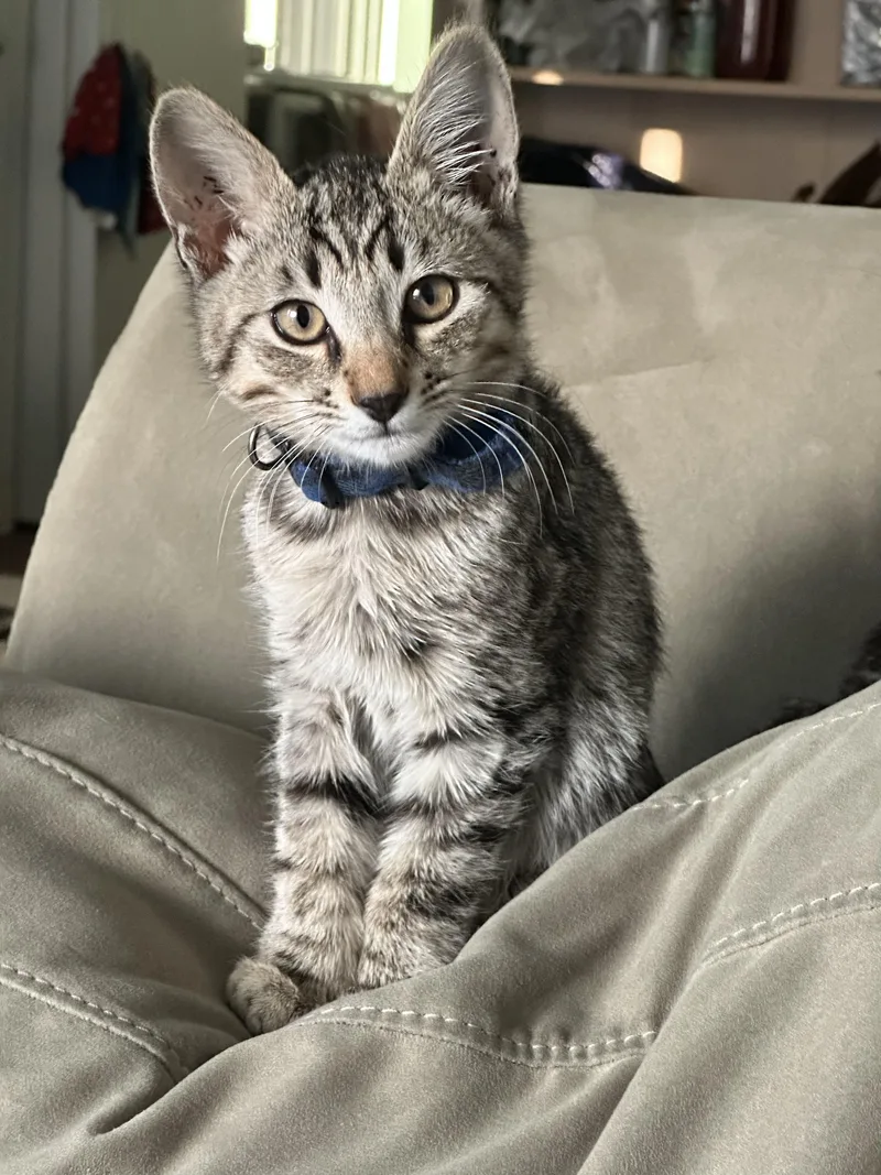 A baby medium-sized male Tabby (Buff / Tan / Fawn) Domestic Short Hair cat named Kenton for adoption in Davis, CA