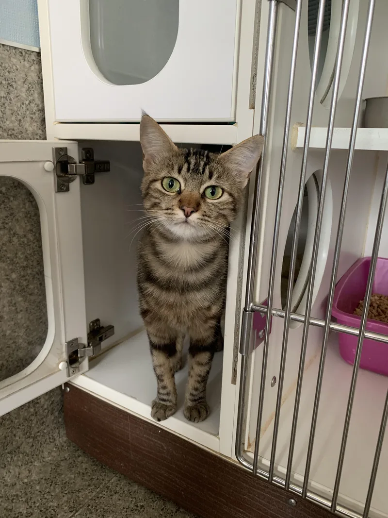 A young small-sized female Tabby (Brown / Chocolate) Domestic Short Hair cat named Meat Bee for adoption in Grass Valley, CA