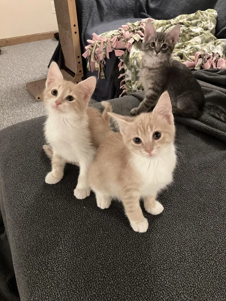 A baby medium-sized female Orange & White Domestic Short Hair cat named Sherbet for adoption in Clinton Township, MI