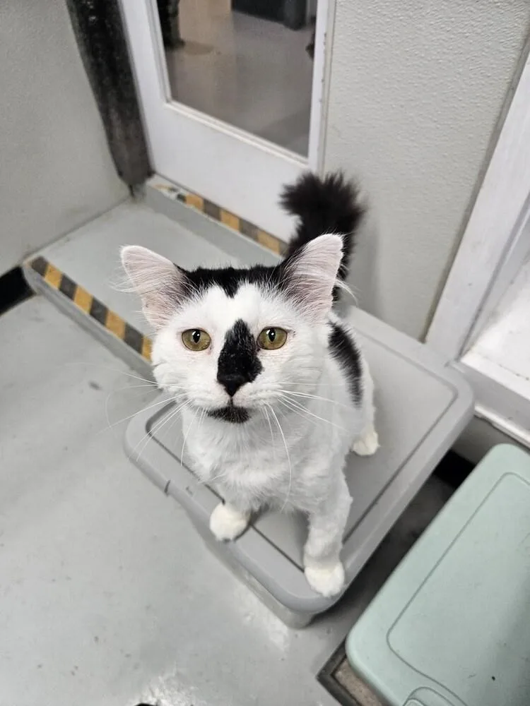 An adult large-sized male Black & White / Tuxedo Domestic Short Hair cat named Buttons for adoption in Bossier City, LA