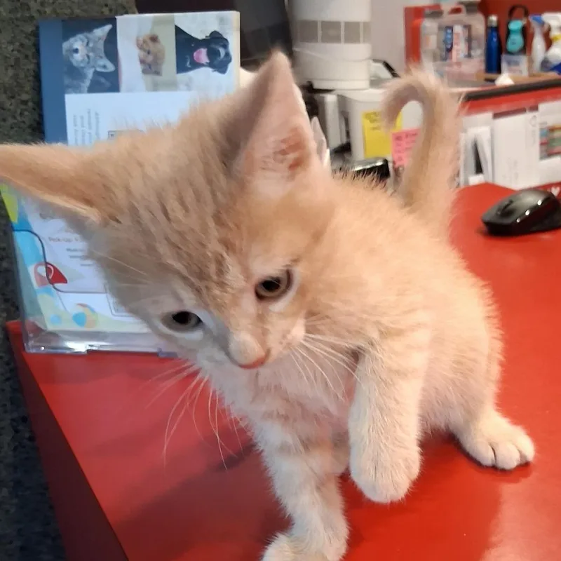 A baby small-sized male Cream / Ivory Domestic Short Hair cat named S'mores for adoption in San Gabriel, CA