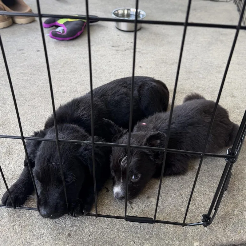 A baby medium-sized female Black Flat-Coated Retriever dog named Wendy Peffercorn for adoption in New Orleans, LA