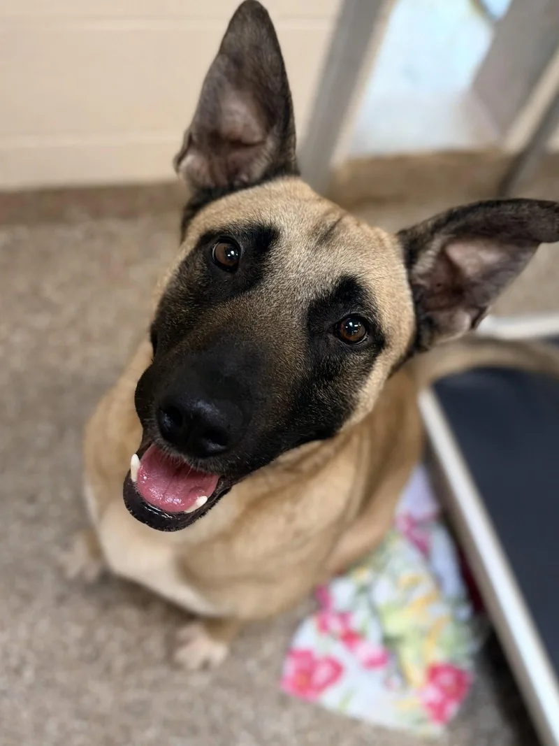 An adult medium-sized male Belgian Shepherd / Malinois dog named Dave for adoption in Hilton Head Island, SC