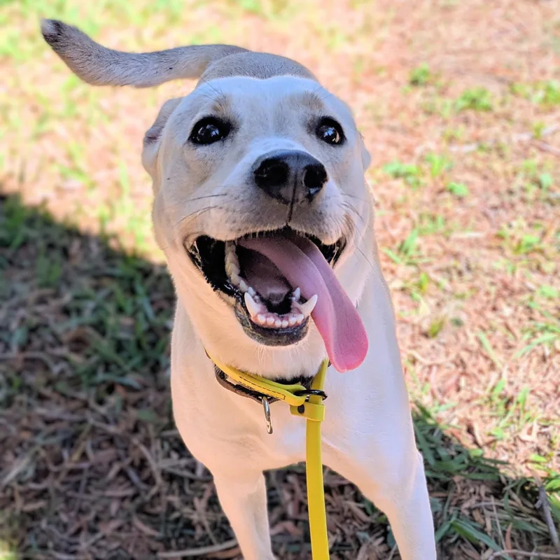 A young large-sized female Mixed Breed dog named Vera for adoption in Oakland, CA