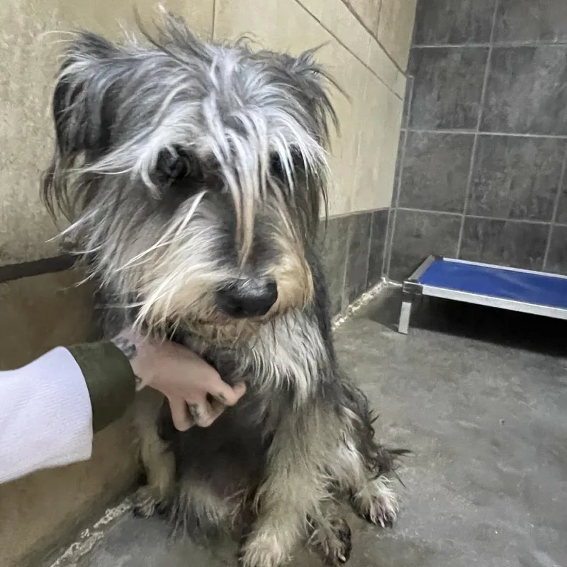 A young medium-sized male Gray / Blue / Silver Terrier dog named Boone for adoption in Eureka Springs, AR