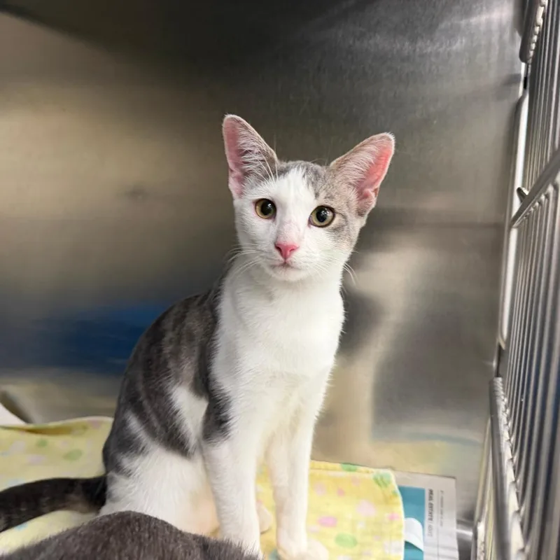 A baby small-sized female Gray / Blue / Silver Domestic Short Hair cat named Funnel Cake for adoption in Auburn, AL