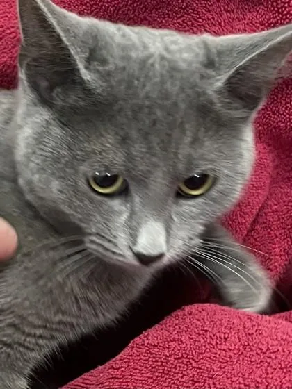 Pumpernickel thumbnail 2