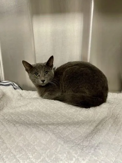 Pumpernickel thumbnail 3