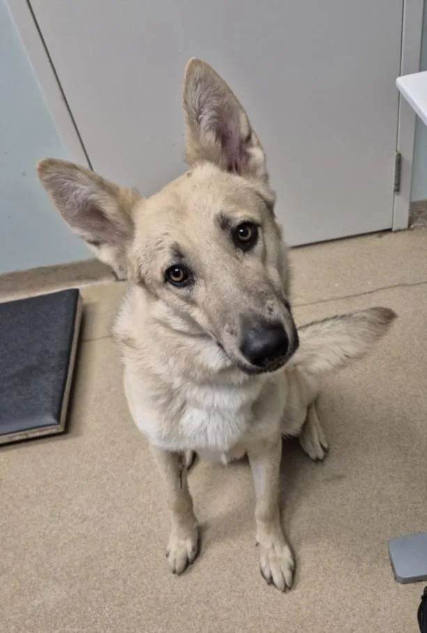 A young large-sized male German Shepherd Dog dog named Milo for adoption in Loveland, CO