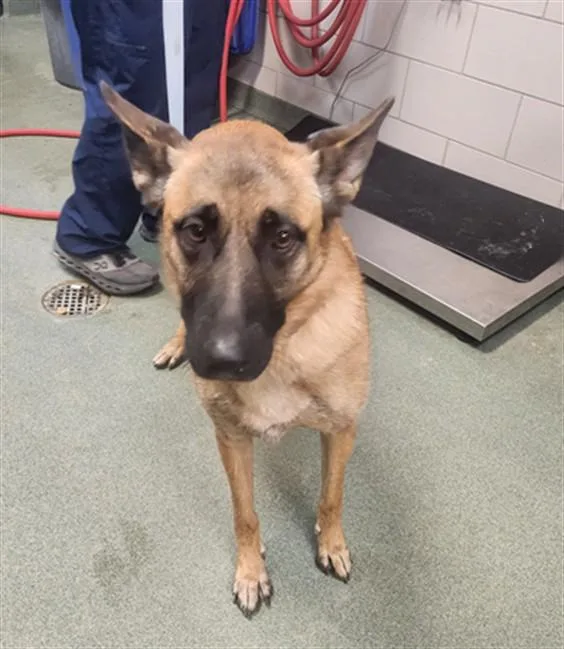 A young large-sized female Mixed Breed dog named Estrella for adoption in Santa Fe, NM