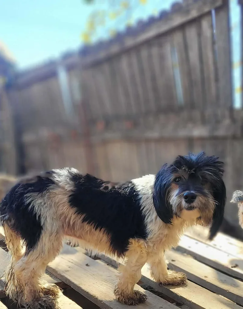 A young small-sized female Lhasa Apso dog named MILEY in RHODE ISLAND for adoption in West Warwick, RI