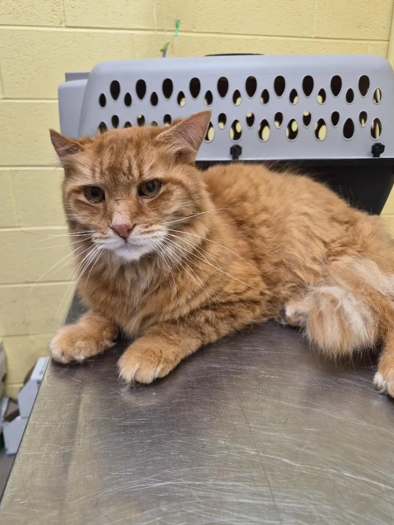 An adult large-sized male Domestic Long Hair cat named Helios for adoption in Crossville, TN