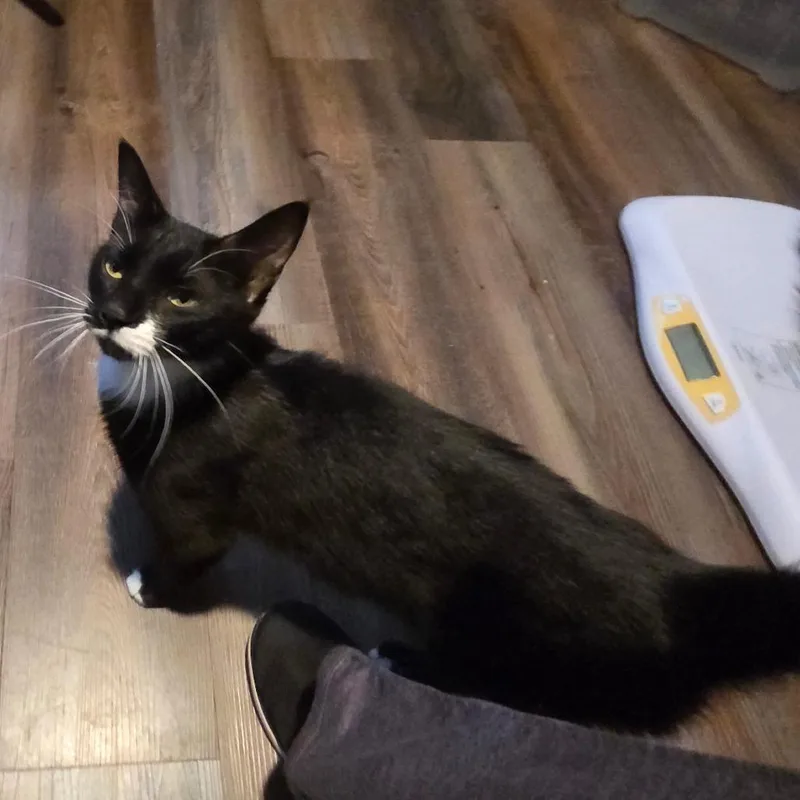 A young medium-sized female Domestic Short Hair cat named Leonarda for adoption in Priest River, ID