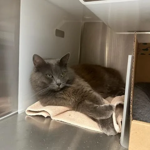 An adult medium-sized female Gray / Blue / Silver Domestic Medium Hair cat named Meztli for adoption in Santa Barbara, CA