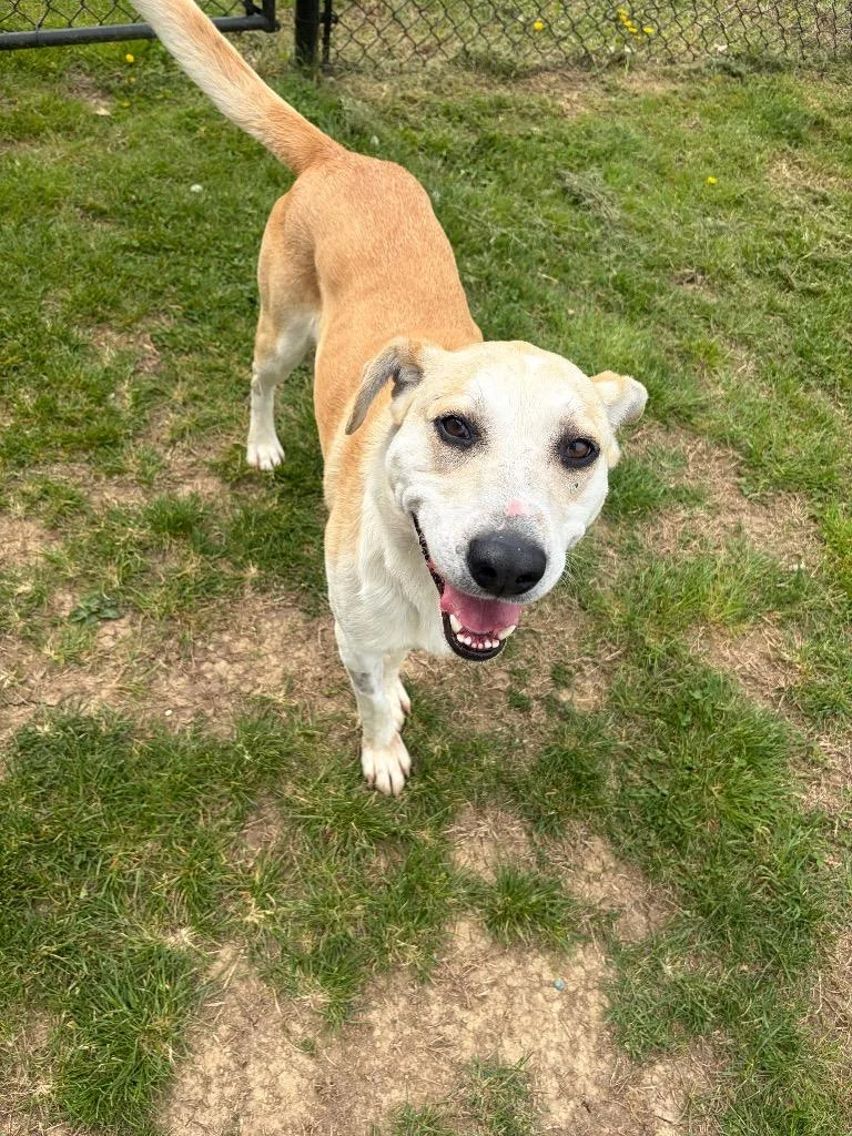 An adult large-sized male Mixed Breed dog named Brody for adoption in Gallatin, TN