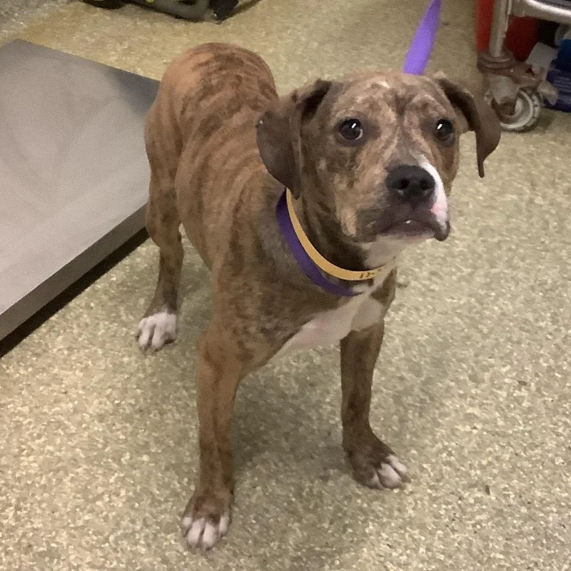 Jellybean Chino Hills