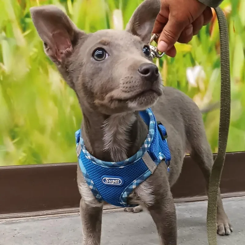 A baby medium-sized male American Staffordshire Terrier dog named Napoleon for adoption in Orange, CA