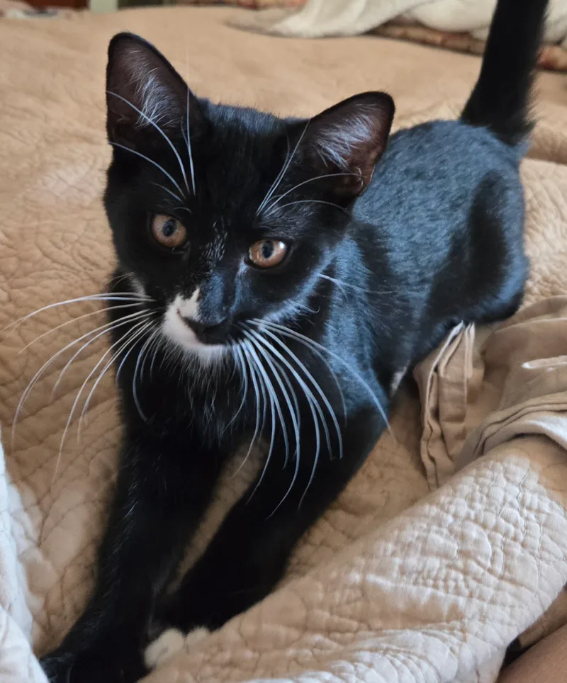 Whiskey Indoor Only thumbnail 2