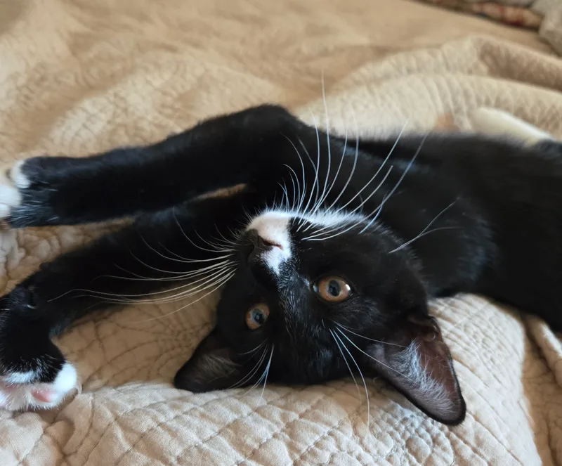 Whiskey Indoor Only thumbnail 3